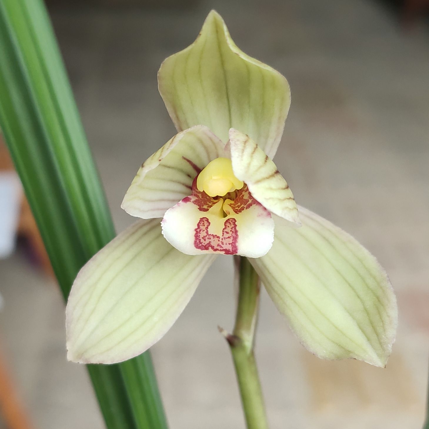 芙蓉荷