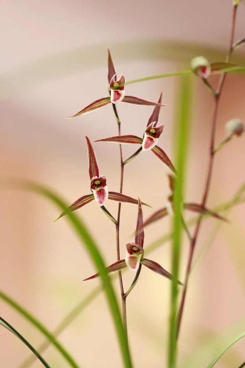 兰花赏析:春兰四大天王